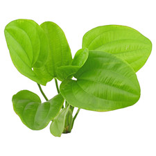 Echinodorus Ascherianus | Aquarium Plants Factory® picture