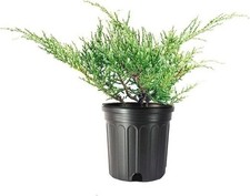 Juniper Angelica Blue | 1 Gallon | Juniperus chinensis | Groundcover picture