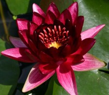 RED Live Hardy Water Lily Tubers  Aquatic Pond Plants Lilies picture