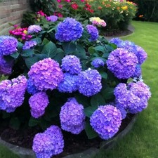 25 Blue Pink Purple Hydrangea - Beautiful and Hardy Perennial Flowers picture