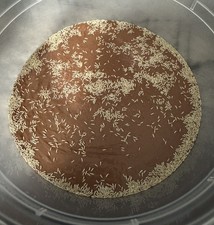 1,000+ Live Temperate Springtails (Folsomia candida) Production Culture  picture