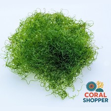 1 Cup Live Chaeto Macroalgae Chaetomorpha Nitrate Phosphate Reduction Sump picture