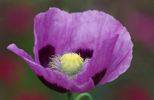 1,000 Turkish Blue Poppy Seeds P. Somniferum -BUY ONE GET ONE FREE -Giant Blooms picture