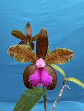 Cattleya Frasquita (C. bicolor X C. velutina) Orchid Eros Hybrid NBS 4” Pot picture