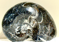270 gr. .59 lb.  Whole Free Standing Ammonite Fossil  #644 picture