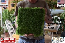 1 huge mat dwarf baby tears carpet Aquarium aquascaping planted tank  10x10inc   picture