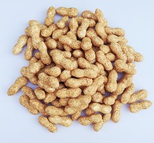 100 Fake Peanut with Mud Artificial Fruit Vegetable Foam Groundnut Home Decor picture