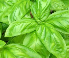 LARGE LEAF ITALIAN BASIL 150 SEEDS FRESH FOR GARDENS picture