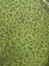100+ Live Azolla Floating Aquarium Plants picture