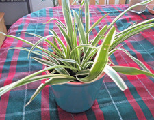 1 Variegated Live Spider Plant Pup 'Chlorophytum Comosum' Rooted no pot included picture