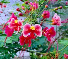 10 seeds Pink Caesalpinia Pulcherrima PRIDE OF BARBADOS Dwarf Poinciana picture