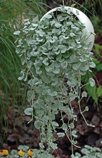 Silver Ponyfoot Dichondra Live Plant - 1 Gallon Pot - Perennial Groundcover picture