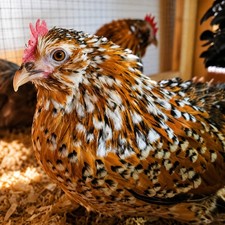 Belgian Bearded Mille Fleúr D'uccle Hatching Eggs (12+) NPIP Certified Farm picture