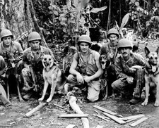 U.S. Marines with their War Dogs in the Pacific WWII WW2 8x10 Photo picture