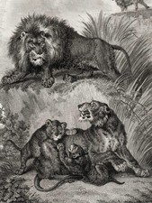 1807 REES CYCLOPÆDIA, Superb Art by Sydenham Edwards: Plate 1, LIONS picture