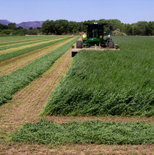Alfalfa Seeds for Hay Production Northern Cold Climate Zone (coated)  USA Seller picture