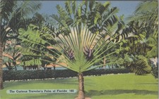 Curious Traveler's Palm of Florida Tree View Vintage Linen Tichnor Postcard 1956 picture