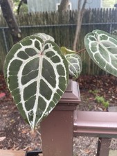 anthurium michelle (doc block) exact plant  picture
