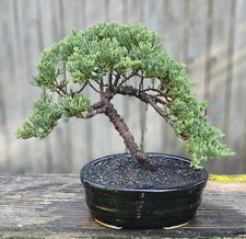  Juniper Bonsai In 8 Inch Ceramic Pot. 9 Year Old Beauty.  picture