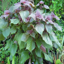 400+Purple Shiso Seeds Purple perilla Zisu Tia To Tim Beefsteak /Sesame leaf USA picture