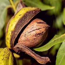 Northern Sweet Pecan Tree Seeds/Nuts (Carya illinoinensis) Hardy-Zone 5 Edible picture