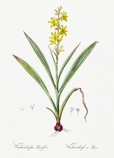 Wachendorfia Thyrsiflora - 1805 - Les Liliacees - Pierre Redoute - Poster picture