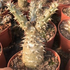 8CM Pachypodium Rosulatum Makayense Cactaceae Succulent Cactus Plant Home Garden picture