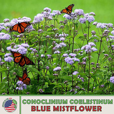 100 Wild Florida Mistflower Seeds, Conoclinium coelestinum, Pollinator Attractor picture