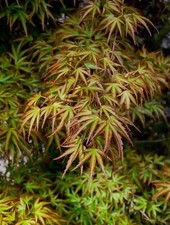 Kamagata Dwarf Japanese Maple - Live Plant - (2.5 QT) picture