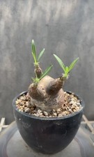 Pachypodium rosulatum var. gracilius, trendy caudex plant 1pc B5.5 picture