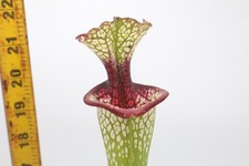 Sarracenia - 'Lunchbox' picture