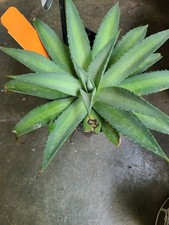 1 Large MANGAVE -  FROSTED ELEGANCE...BOGO SALE picture