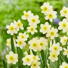 Garden State Bulb Narcissus Tazetta Minnow Daffodil Flower Bulbs, 12/14cm picture