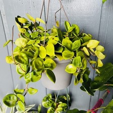 Hoya Carnosa Chelsea Wax Plant Porcelain Flower Bloom Indoor Live House Plant picture