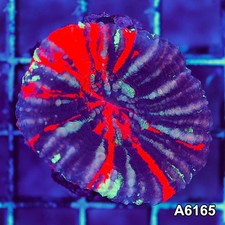 Item#A6165S36165(S) AAPRIL2726019 WYSIWYG Aussie Ultra Unique War Paint Scolymia picture