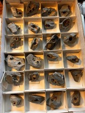 Flat of Libethenite crystals to 1.0 cm from Zambia picture