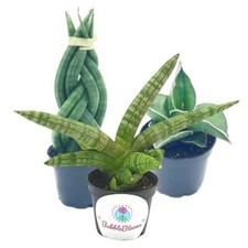 Sansevieria Snakeplant Variety Bundle, Braided cylindrica Dragon Fingers, Samura picture