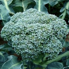 Waltham 29 Broccoli Seeds, NON-GMO, Easy to Grow, High Yields,  picture