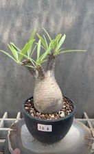 Pachypodium rosulatum var. gracilius, picture