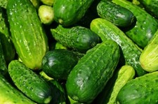 Spacemaster Cucumber Seeds, NON-GMO, Compact Cucumber Plant,  picture