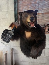 Huge Brown Black Bear With Head Real Rustic Cabin Decor picture