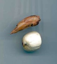 Adam and Eve Root One Pair picture
