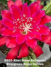 Rooted Epiphyllum Orchid Cactus “Kiwi Dress Rehearsal” Growing In 4” starter pot picture