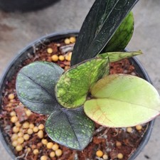 ZZ Rare Zamioculcas Zamiifolia Multicolor Green Black Variegated Plant House picture