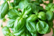 400 SWEET BASIL SEEDS | SALE  NON GMO picture