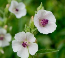 MARSHMALLOW SEEDS 50+ Althaea Officinallis perennial HERB garden  picture