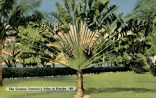 Curious Traveler's Palm of Florida, 1850 Postcard picture