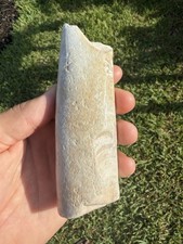 RARE WHITE FOSSIL DUGONG RIB BONE AMAZING POLISHED FOSSIL picture