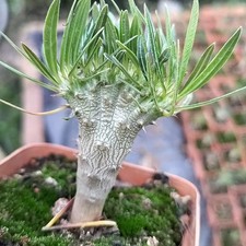 3-4CM Pachypodium Rosulatum Gracilius Crested Apocynaceae Succulent Cactus Plant picture