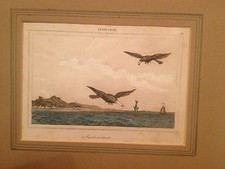 Antique 1839? Hand Colored Engraving Stati Uniti Aquila Pescatrice Eagles picture